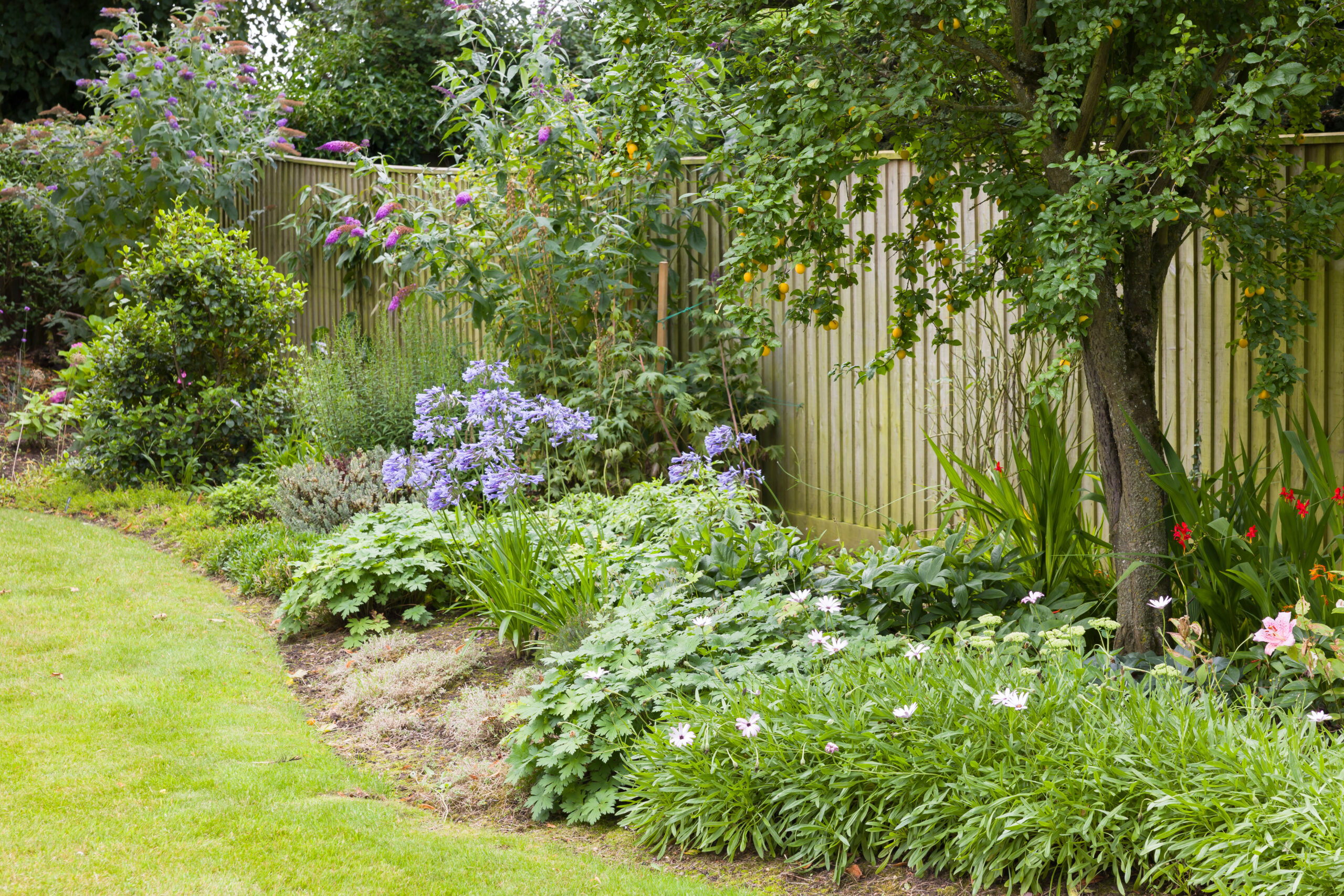 A backyard garden with a variety of green plants and purple and pink flowers, bordered by a wooden fence and a neatly trimmed lawn. A landscaper has added new paving, while a tree provides shade over part of the garden.